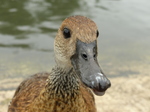 FZ029815 Duck close up.jpg